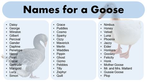 Welcome to our blog post about names for a goose! If you’re a proud owner of a feathered friend, you may have considered giving your goose a name. Not only can it make your goose feel like a valued member of the family, but it can also be a fun way to showcase their unique … Adorable Names for a Goose – Name Ideas for Your Pet Read More » Feather Meaning, Porch Goose, Classic Names, Creative Names, Famous Names, Little Bo Peep, Funny Names, Goose Feathers, Mother Goose