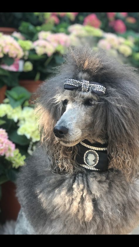 Standard Poodle Haircuts, Poodle Hair, Poodle Haircut, Poodle Puppy Standard, Poodle Cuts, Pretty Poodles, Poodle Mom, Poodle Grooming, Dog Grooming Business