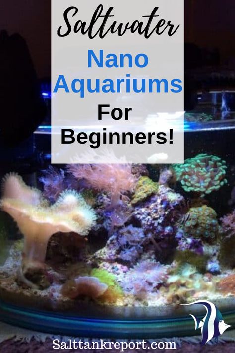 Starting a new saltwater tank can be quite a challenge. If you are looking to set up a small or nano tank, here are some great ideas for beginners! #saltwaterfishtanks #fishtanksmall #nanoreeftank #nanoaquarium Small Saltwater Tank, Saltwater Tank Setup, Saltwater Aquarium Beginner, Aquarium Tips, Nano Reef Tank, Saltwater Aquariums, Ocean Plants, Saltwater Aquarium Fish, Small Fish Tanks