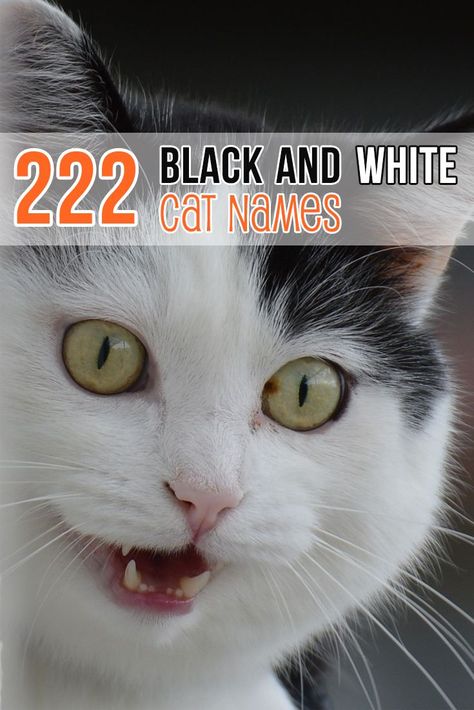 Black And White Cat Names, Male Cat Names Unique, Kitten Names Boy, Halloween Names For Cats, Kitten Names Unique, Kitten Names Girl, Boy Cat Names, Girl Cat Names, Unique Cat Names