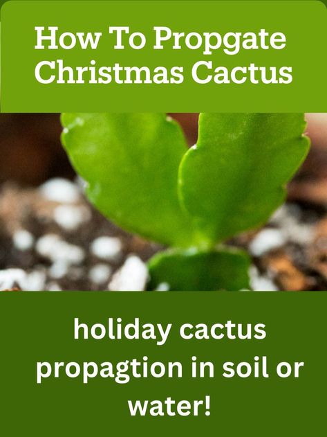 Christmas cactus clade being propagated in soil. Propagating Christmas Cactus, Propagate Christmas Cactus, Christmas Cactus Flower, Christmas Cactus Propagation, Christmas Cactus Care, Christmas Cactus Plant, How To Water Succulents, Easter Cactus, Thanksgiving Cactus