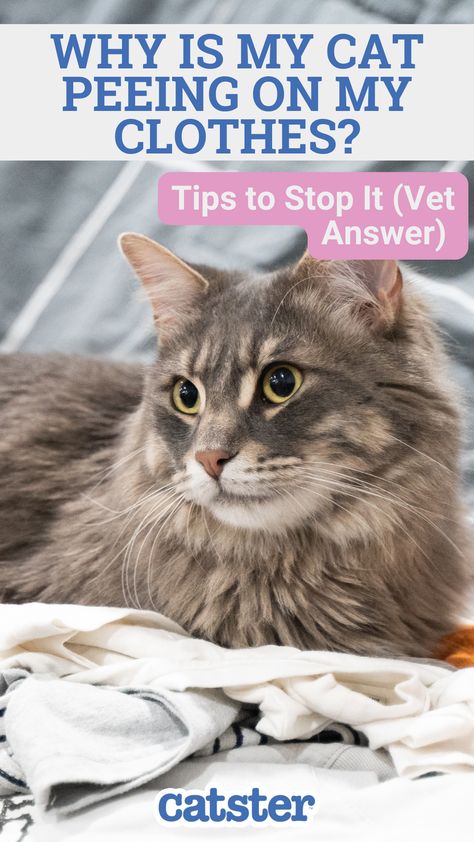 There are several reasons for a cat to be peeing on clothes, ranging from behavioral to medical problems, none of which is vindication on your cat’s part. Continue reading to learn more. Cat Behavior Problems, Clothes Tips, Cat Pee, Cat S, Behavior Problems, My Clothes, Cat Behavior, Medical Problems, Stop It