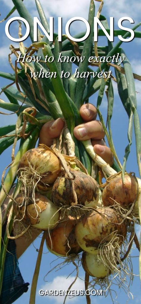 Store Onions, Harvest Onions, Storing Onions, Growing Veggies, Garden Veggies, Winter Soups, Garden Harvest, Veg Garden, Food Garden