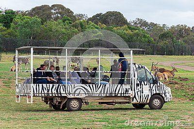 Safari Bus In Werribee Open Range Zoo Taking Visitors Through The Park Editorial Stock Photo - Image of transport, melbourne: 138257983 Zoo Sign, Safari Truck, Horseback Safari, Park Editorial, Safari Bus, Lion Zoo Exhibit, Melbourne Zoo, Open Range, Vbs 2024