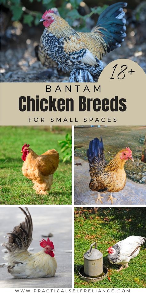 18+ Bantam Chicken Breeds for Small Spaces Cutest Chicken Breeds, Cochin Bantam Chickens, Bantam Chicken Coop, Giant Chicken Breeds, Chickens Backyard Breeds, Delaware Chickens, Small Chicken Breeds, Olive Egger Chicken, Dominique Chickens