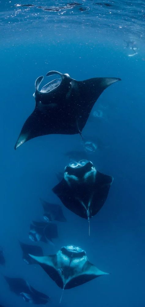 Manta Rays, Image Swag, Beautiful Sea Creatures, Water Animals, Oceanography, Manta Ray, Pretty Animals, Marine Biology, Whale Shark