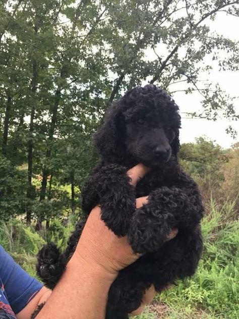 Standard Black Poodle, Standard Poodle Puppy Haircut, Black Standard Poodle Puppy, Standard Poodle Black, Standard Poodle Aesthetic, Black Poodle Puppy, Poodle Puppy Black, Black Toy Poodle, Standard Poodle Puppy