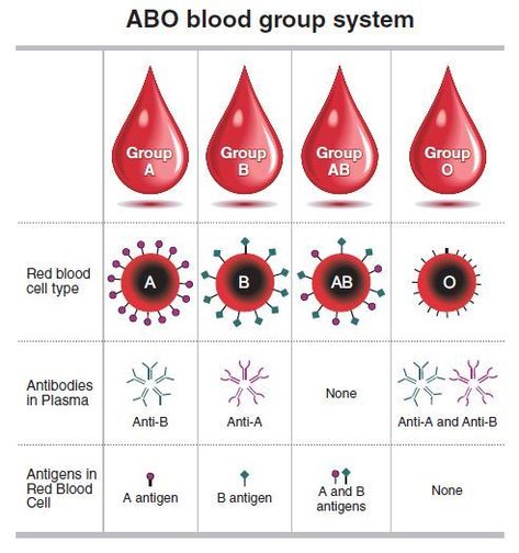 Abo Blood Group System, Blood Type Chart, Temperament Types, Blood Type Personality, Medical Terminology Study, Type Personality, Blood Types, Blood Group, Basic Anatomy And Physiology