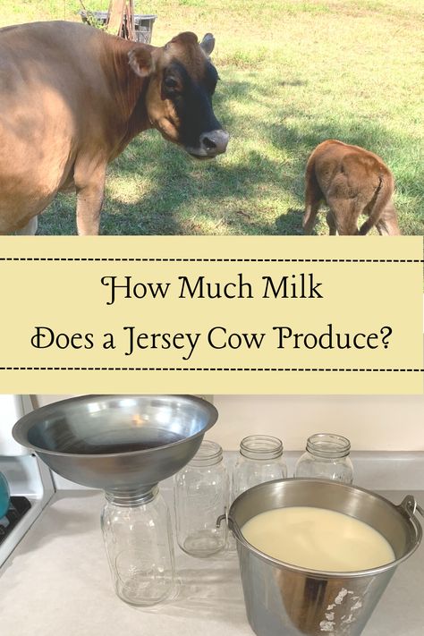 Dairy Cow Milking Parlor, Milking Machine For Cows, Miniature Jersey Cow, Jersey Cow Milk, Family Milk Cow, Cow Care, Raising Cows, Milking Cow, Cow Facts