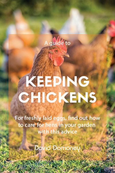 What To Feed Chickens, Layer Feed, Cheap Chicken Coops, Types Of Chickens, Chicken Keeping, Chicken Eating, Laying Hens, Raising Backyard Chickens, Keeping Chickens