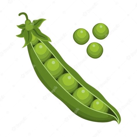 Premium Vector | Green pea fruit vegetable vector Green Vegetables Drawing, Pea Drawing, Vegetable Salad Ingredients, Eco School, Vegetable Chart, Vegetable Drawing, Poster Color Painting, 10 Healthy Foods, Vegetable Cartoon