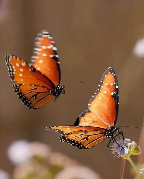 Orange Butterflies Photo Papillon, Borboleta Tattoo, Two Butterflies, Flying Flowers, Butterfly Photos, Butterflies Flying, Beautiful Bugs, Butterfly Pictures, Butterfly Kisses