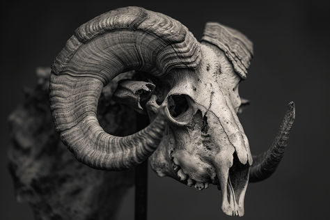 Unearth the raw and rugged beauty of the Ram's Skull in Inkgenx's collection. Symbolizing determination, power, and the untamed spirit of nature, each design intricately portrays the ram's enduring strength and its symbolic connection to ancient myths and earth's mysteries. Ideal for those drawn to the symbolic depth and natural elegance of the ram, this collection offers a unique blend of artistry and symbolism for your next tattoo inspiration. Ram Skull Back Tattoo, Ram Skull Reference, Ram Skull Side View, Skull Tattoo Reference, Ram Skull Tattoo Design, Ram Skull Drawing, Animal Skull Reference, Ram Skull Tattoo, Skull Side View