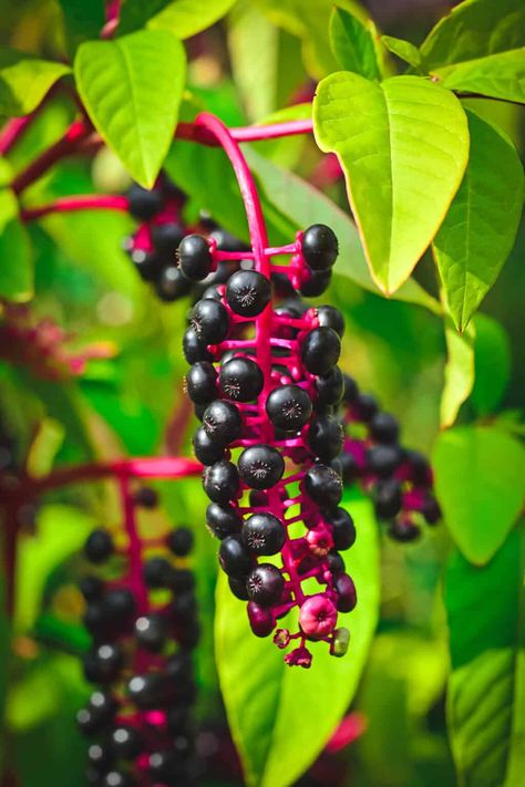 Elderberries and elderflowers are a wonderful edible and medicinal plant with many medicinal benefits and uses. They're an easy plant to identify and forage for. Learn all about foraging for elderberries and elderflowers, including identifying, harvesting, look-alikes, and edible and medicinal uses! Poke Root, Salve Recipes, Bug Bites, Plant Identification, Easy Plants, Do Not Eat, Diy Natural Products, Medicinal Plants, Digital Camera