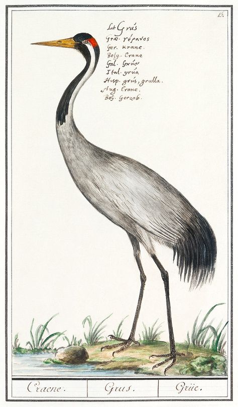 European crane, Grus grus (1596–1610) by Anselmus Boëtius de Boodt. Original from the Rijksmuseum. Digitally enhanced by rawpixel. | free image by rawpixel.com / Rijksmuseum (Source) Northern Goshawk, Cottage Illustration, Fauna Illustration, Gallery Wall Printables, Vintage Bird Illustration, Free Printable Wall Art, Bee Eater, Summer Illustration, Bird Book