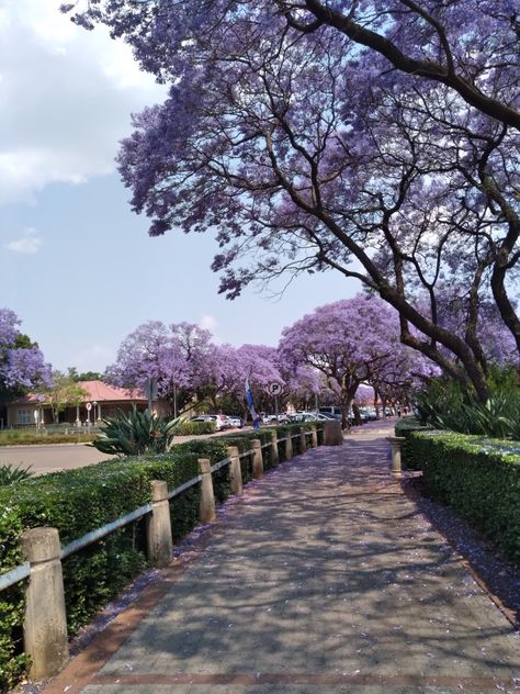 University Of Pretoria Aesthetic, Jacaranda Trees, Jacaranda Tree Aesthetic, Pretoria Aesthetic, University Of Pretoria, Jacaranda Tree, Uni Life, Pretoria, Yearbook Design