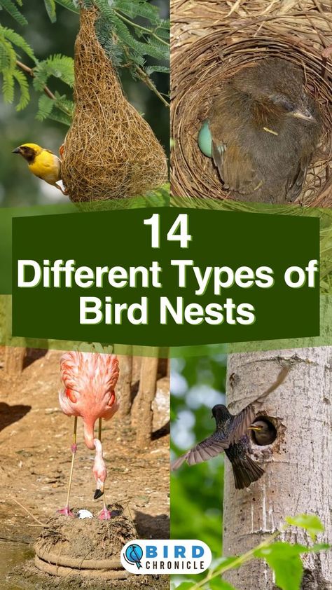 Birds And Their Nests, Bird Nest Craft, Cub Scout Activities, Birds Nests, Types Of Birds, Bird Nests, Bird Identification, Back To School Crafts, Nature Camping