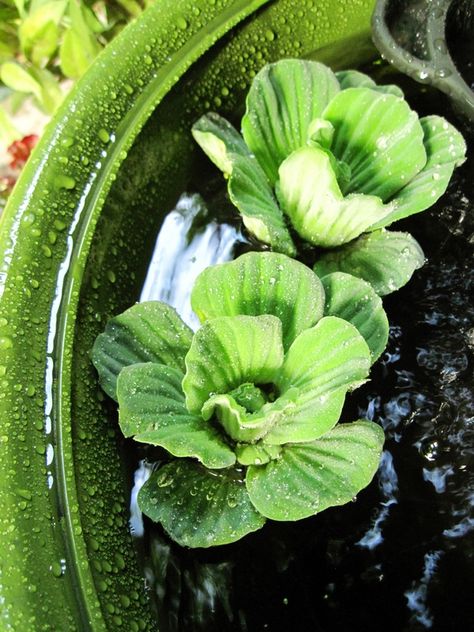 Water lettuce (Pistia) Water Lettuce, Garden Paintings, Small Vegetable Gardens, Gardening Diy, Vegetable Gardens, Garden Painting, Planted Aquarium, Aquatic Plants, Diy Plants