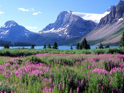 Bow Lake, Canadian Rockies, Alberta. The perfect spot for a long spring hike. #GILoveAlberta Canadian Rockies, Banff National Park, Beautiful Mountains, Canada Travel, Rocky Mountains, Beautiful Landscapes, Wonders Of The World, Places To See, Ontario