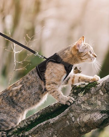 rabbitgoo Cat Harness and Lead Set, Escape Proof Kitten Harness with Cat Leash Metal Ring, Lightweight Soft, Reflective Adjustable Vest Harnesses for Small Adult Cat Walking Travel XS, Green Kitten Harness, Vibe Board, Future Board, Cat Walking, Cat Lead, Cat Leash, Cat Essentials, Dream Future, Cat Harness