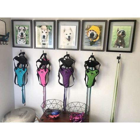 Pet Supply Organization, Dog Room Design, Organized Entryway, Creative Storage Ideas, Pet Supplies Organization, Refresh Home, Dog Room Decor, Dog Bedroom, Supply Organization