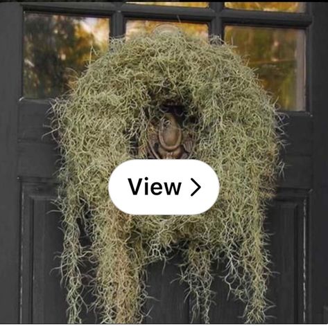 Lemon8 · Gothic Revival Organic Spanish Moss Wreath Witchy  · @Mary Langston Hanging Moss, Moss Wreath, The Mantle, Gothic Revival, Spanish Moss, Halloween Ideas, Fall Decor, Wreath, Halloween