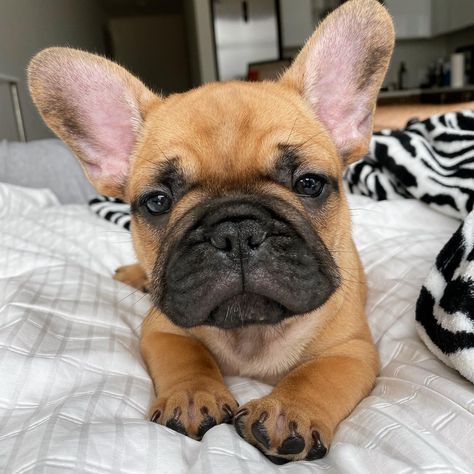 Frenchie puppy 8 weeks old sitting on the bed looking cute Fawn French Bulldog, Good Dog, Frenchie Puppy, French Bulldog Puppy, Best Face, French Bulldog Puppies, Black Mask, Bulldog Puppies, Best Face Products