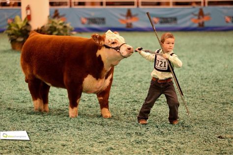 Mini hereford Mini Hereford, Miniature Cows, Show Cows, Hereford Cows, Hereford Cattle, Mini Cows, Show Cattle, Farm Kids, Fluffy Cows