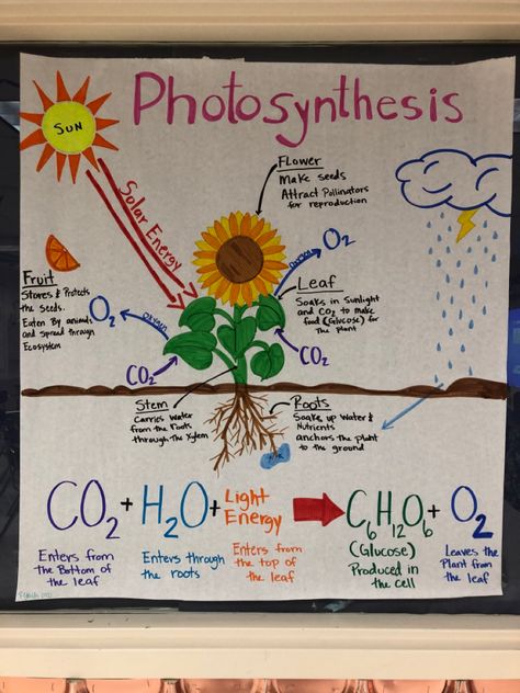 Chart On Photosynthesis, Photosynthesis Poster Ideas, Science Project Chart Ideas, Biochemistry Project Ideas, Class 7 Science Project, Photosynthesis Anchor Chart, Biology Photosynthesis Notes, Photosintesis Drawing, Photosintesis Project