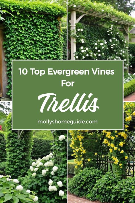 Looking to add some greenery to your trellis year-round? Explore the best evergreen vines for trellis that stay lush and vibrant regardless of the season. These climbing plants not only provide privacy with their fast-growing nature but also offer beautiful perennial flowering displays. Discover the top picks for evergreen climbers that are low maintenance and perfect for creating a stunning vertical garden. Vine Climbing Trellis, Creeping Vines Wall, Garden Trellis Plants, Trellis Vines Wall, Climbing Jasmine On House, Best Plants For Trellis, Climbing Ivy Trellis, Vines In Garden, House Climbing Plants