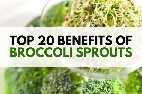 When it comes to superfoods, there’s no question that broccoli sprouts are at the top of the list. These young plants are packed with nutrients that support your body from digestion all the way down to the cellular level. Discover the health benefits of broccoli sprouts here. Broccoli Sprouts Benefits, Health Benefits Of Broccoli, Sprouts Benefits, Broccoli Health Benefits, Sport Supplements, Broccoli Benefits, Growing Sprouts, Broccoli Sprouts, Sprout Recipes