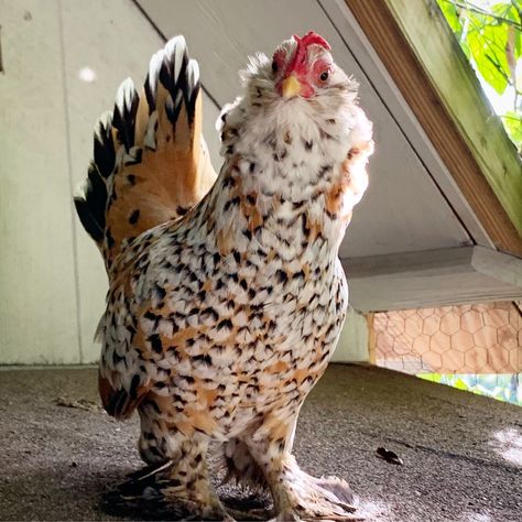 Pretty Chickens Breeds, Cutest Chicken Breeds, Mille Fleur Chicken, Booted Bantam Chicken, Bantam Chicken Coop, Bantam Chicken, Bantam Chickens, Types Of Chickens, Fancy Chickens