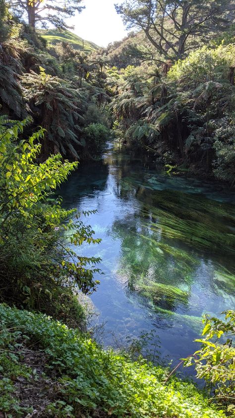 New Zealand Flora And Fauna, Kiwi Aesthetic, New Zealand Aesthetic, Gisborne New Zealand, New Zealand Winter, Nz Art, New Zealand South Island, Eco Lodge, Nature Life