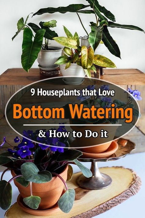 Bottom Feeding Plants, Watering House Plants, How To Bottom Water Plants, Bottom Watering, Bottom Watering Plants, Plants That Grow In Water, Plant Bugs, Low Water Plants, Low Water Gardening