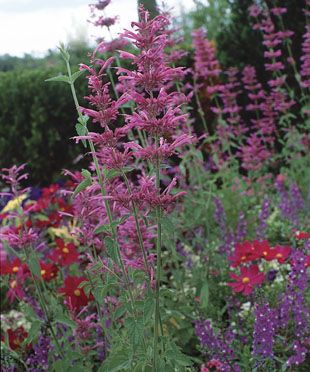 10 Ornamental Herbs: These perennial favorites add zest to the garden as well as to the kitchen. Follow this link to read more http://www.finegardening.com/plants/articles/10-ornamental-herbs.aspx Fine Gardening Magazine, Types Of Herbs, Plant Guide, Edible Landscaping, Fine Gardening, Tutti Frutti, Gorgeous Gardens, Growing Herbs, Dream Garden