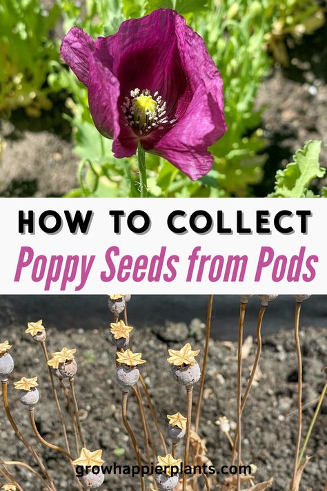 Enjoy your poppy flowers for years to come by harvesting the seeds! I'll show you how to collect poppy seeds from pods step by step. How To Plant Poppy Seeds, Starting Flowers From Seeds, Seed Collecting, Planting Poppy Seeds, Poppy Flower Seeds, Poppy Seed Pods, Growing Poppies, Planting Poppies, Poppies Flower