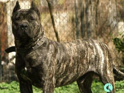 King Corso Dog, King Corso, Dogs Tattoo Ideas, Dog Ear Tattoo, Dog Line Art Tattoo, Dog Pfp, Loyal Dog Breeds, Cane Corso Italian Mastiff, Dogs Tattoo