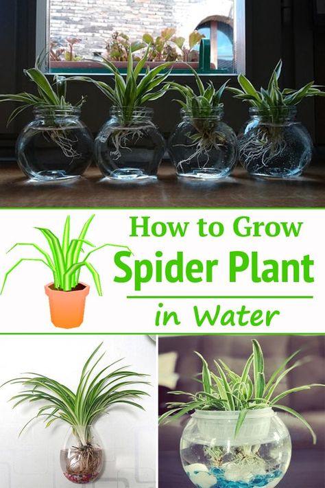 Indoor Plant Hacks, Spider Plant Care, Spider Plant Babies, Water Plants Indoor, Plants Grown In Water, Indoor Water Garden, Plant Maintenance, Household Plants, Plant Crafts