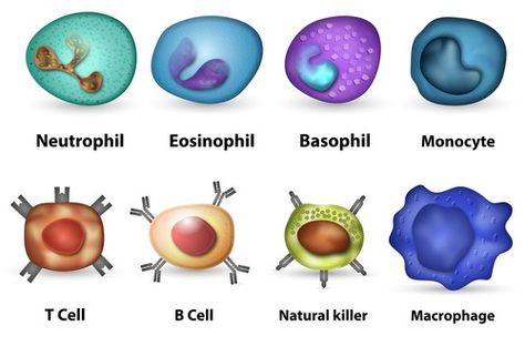 Newly Identified Immune Cell Sheds Light on Multiple Sclerosis Cause Dana Linn Bailey, How To Boost Your Immune System, Best Herbal Tea, B Cell, White Blood, Stronger Immune System, T Cell, White Blood Cells, Nutrition Education