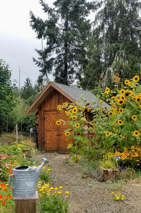 Sunflower Hut, Sunflower House Garden, Sunflower Garden Hut, Woodland Sunflower, Sunflower Patch, 2024 Vision, Shed, House Ideas, Sunflower