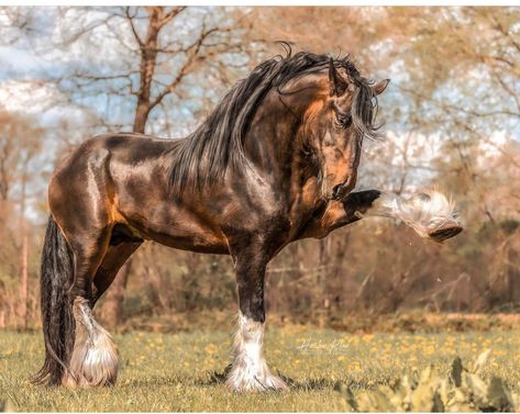 Draft Horse Photography, Shire Horse, Horse Colors, Draft Horse, Fantasy Horses, Brown Horse, Clydesdale, Draft Horses, Horse Photos