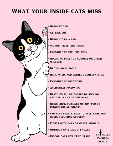 Inside Cat, Cat Language, Cat Hacks, Mental Stimulation, Cat Care Tips, Animal Science, Indoor Cats, Physical Exercise, Outdoor Cats