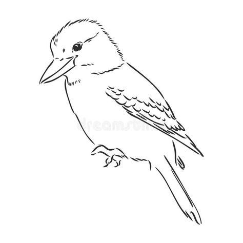 Black Outlined Kookaburra Bird-vector Drawing, Kookaburra Vector Sketch Illustration On White Background Stock Vector - Illustration of kingfisher, australian: 212507371 Australian Animal Outline, Kookaburra Drawing Simple, Kookaburra Line Drawing, Kookaburra Outline, Kookaburra Tattoo Fine Line, Kookaburra Illustration, Kookaburra Drawing, Kookaburra Tattoo, Matilda Art