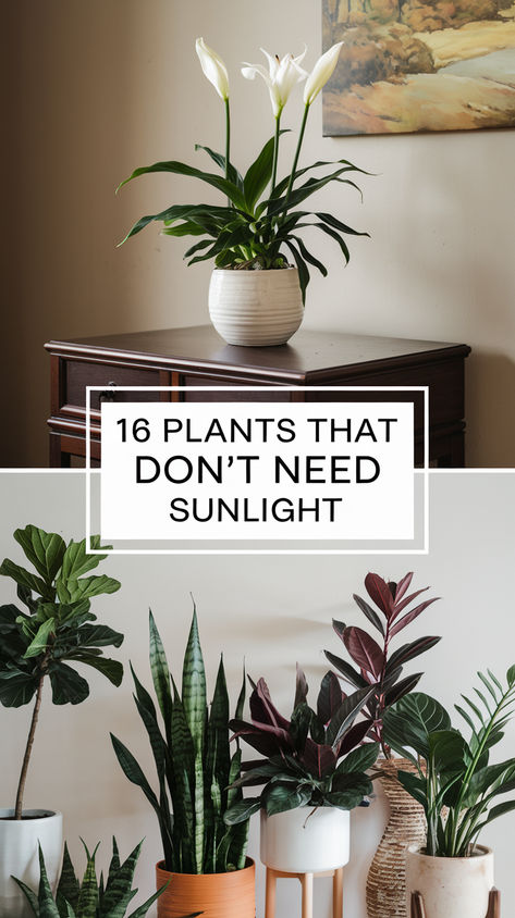 Explore the best plants for dark rooms and bring green to every corner of your home! Small Sunroom With Plants, Hanging Plants Dark Room, Potted Plants Indoor Living Rooms, Dark Room Plants, Plants For Dark Rooms, Decorating With House Plants, House Plants Decor Living Room, Indoor Plants Decor Living Room, Big Indoor Plants