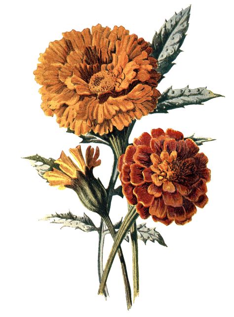 Tattoo Memorial, Marigold Tattoo, Garden Tattoos, Flower Illustrations, Botanical Illustration Vintage, Marigold Flower, Vintage Botanical Prints, Botanical Illustrations, Art Programs