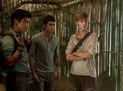 Maze Runner 1, Maze Runner The Scorch, Maze Runner Trilogy, Maze Runner Cast, Maze Runner Movie, Newt Maze Runner, Maze Runner Series, The Scorch Trials, The Maze Runner