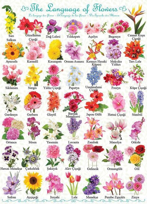 Pretty Flower Names, Flower Chart, List Of Flowers, Different Types Of Flowers, Flower Guide, Flower Meanings, Beautiful Flowers Garden, Flower Names, Language Of Flowers