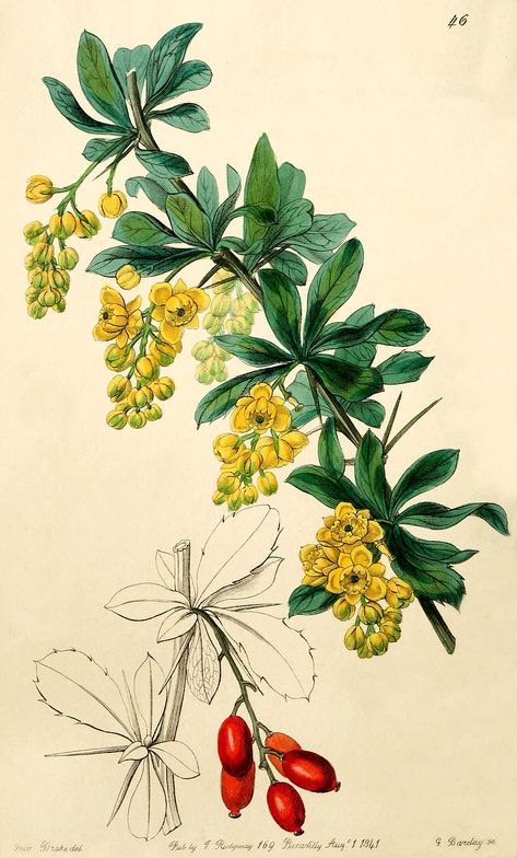 OR - Oregon grape	- Berberis aquifolium Grape Drawing, Folk Decor, Oregon Grape, Sick Tattoo, Watercolor Kit, Illustration Botanique, Art Deco Posters, Plant Drawing, Botanical Drawings