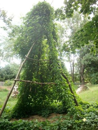 Hop Trellis From Old Extending Pool Skimmer Pole : 9 Steps (with Pictures) - Instructables Hop Trellis, Old Kitchen Sink, Hops Trellis, Wood Stake, Inside Pool, Wooden Trellis, Pool Skimmer, Wood Pile, Kitchen Sink Strainer