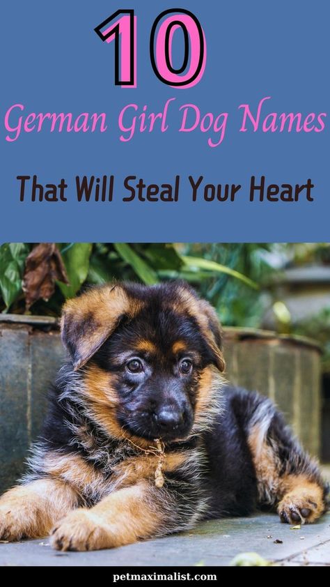 Looking for a name that's as unique and charming as your pup? Discover these 10 beautiful German girl dog names that are sure to make your heart skip a beat. Perfect for pet parents who want something truly special! German Girl Names, German Dog Names, Big Dog Names, Girl Dog Names, Female Dog Names, German Dogs, German Girl, Girls Unique, List Of Animals